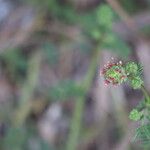 Sanguisorba verrucosa Žiedas