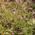 Agalinis tenuifolia Plante entière