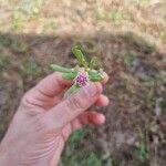 Gomphrena vermicularis Virág