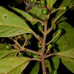 Ocotea leucoxylon عادت داشتن