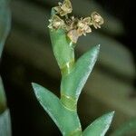 Dendrobium distichum Kukka