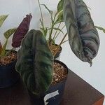 Alocasia cuprea Blatt