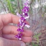 Salvia leucantha Blomma