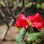Rhododendron erosum