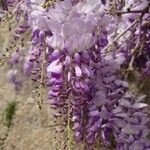 Wisteria sinensis 花