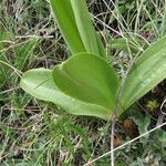 Orchis pallens पत्ता