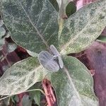 Calotropis gigantea Hoja