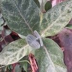 Calotropis gigantea Blatt