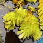 Salvinia auriculata 葉