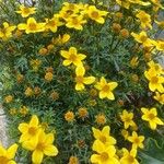 Bidens ferulifolia Egyéb