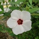 Hibiscus phoeniceus Flower