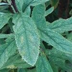 Spiraea salicifolia 葉