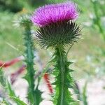 Cirsium vulgare 花