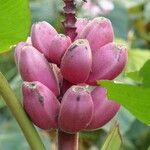 Musa velutina Fruto
