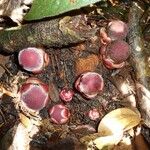 Balanophora fungosa Flor