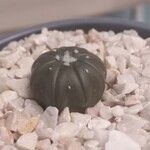 Astrophytum asterias 葉