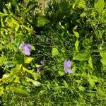 Orychophragmus violaceus Blüte