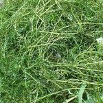 Elodea nuttallii Hábito