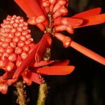 Erythrina gibbosa फूल