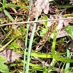 Carex flacca Õis