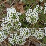 Lobularia maritima花