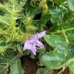 Solanum dasyphyllum 花