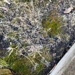 Eragrostis barrelieri 葉
