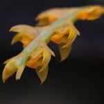 Bulbophyllum fuscum