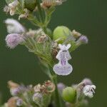 Nepeta nuda Blomst