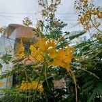 Caesalpinia pulcherrimaFlower