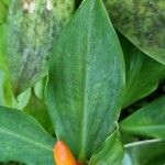 Costus curvibracteatus Leaf