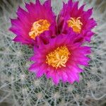 Thelocactus macdowellii