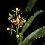 Prosthechea crassilabia Flower