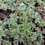 Alchemilla alpina Blatt