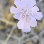 Lomelosia argentea ফুল