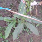 Habenaria procera Hoja