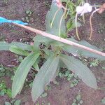 Habenaria procera Fulla