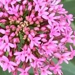 Valeriana lecoqii Flower