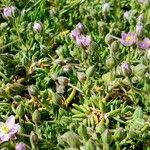 Spergularia rupicola Flower