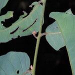 Monanthotaxis laurentii Leaf