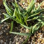 Narcissus papyraceus Leaf