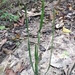 Equisetum laevigatum পাতা