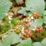 Rubus vestitus Frucht