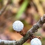 Myrica pensylvanica Gyümölcs