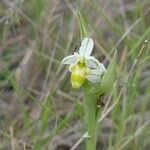 Ophrys scolopax Blomma