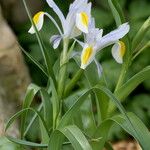 Iris vicaria Flower
