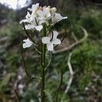 Cardamine bulbosa Λουλούδι