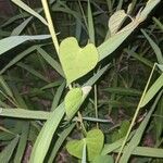 Ipomoea lacunosa Blatt