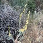 Verbascum undulatum Leaf