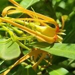 Strophanthus speciosus Žiedas